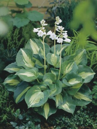 Hosta Dream Queen