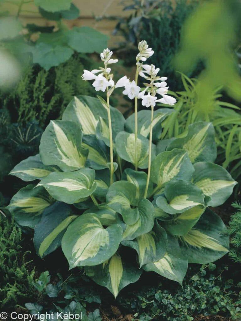 Hosta Dream Queen