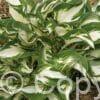 Hosta Fire and Ice