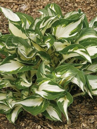 Hosta Fire and Ice