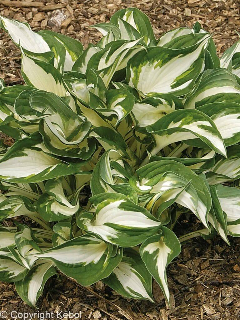Hosta Fire and Ice