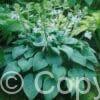 Hosta Fragrant Blue