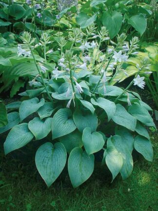 Hosta Fragrant Blue