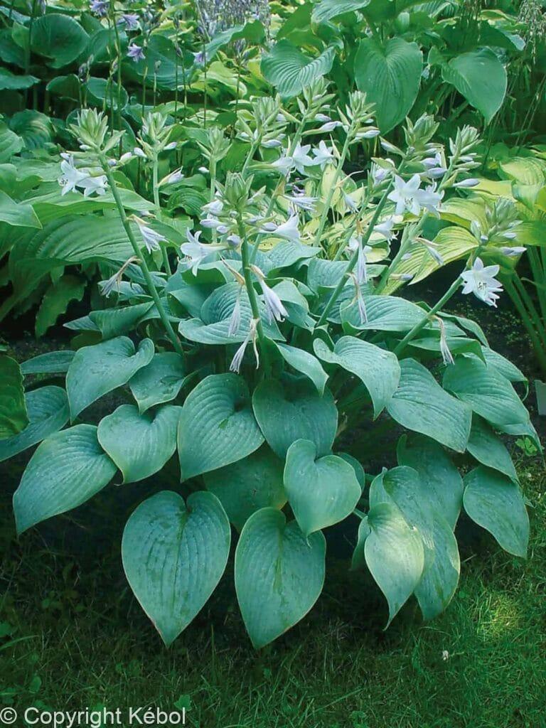 Hosta Fragrant Blue