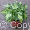 Hosta Golden Meadows