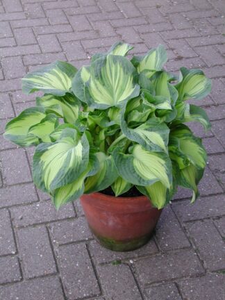 Hosta Golden Meadows