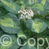 Hosta Great Expectations