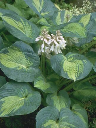 Hosta Great Expectations
