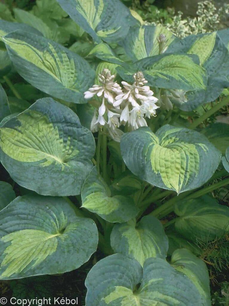 Hosta Great Expectations