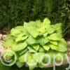 Hosta Mojito