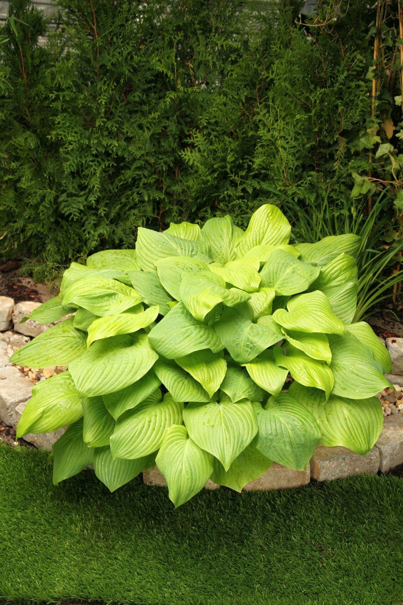 Hosta Mojito