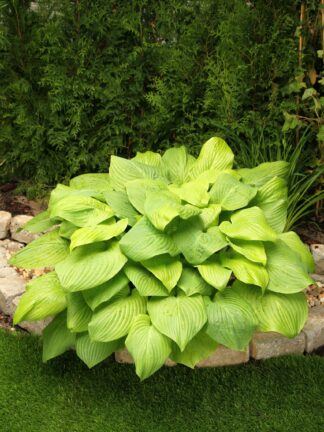 Hosta Mojito
