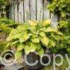 Hosta Old Glory