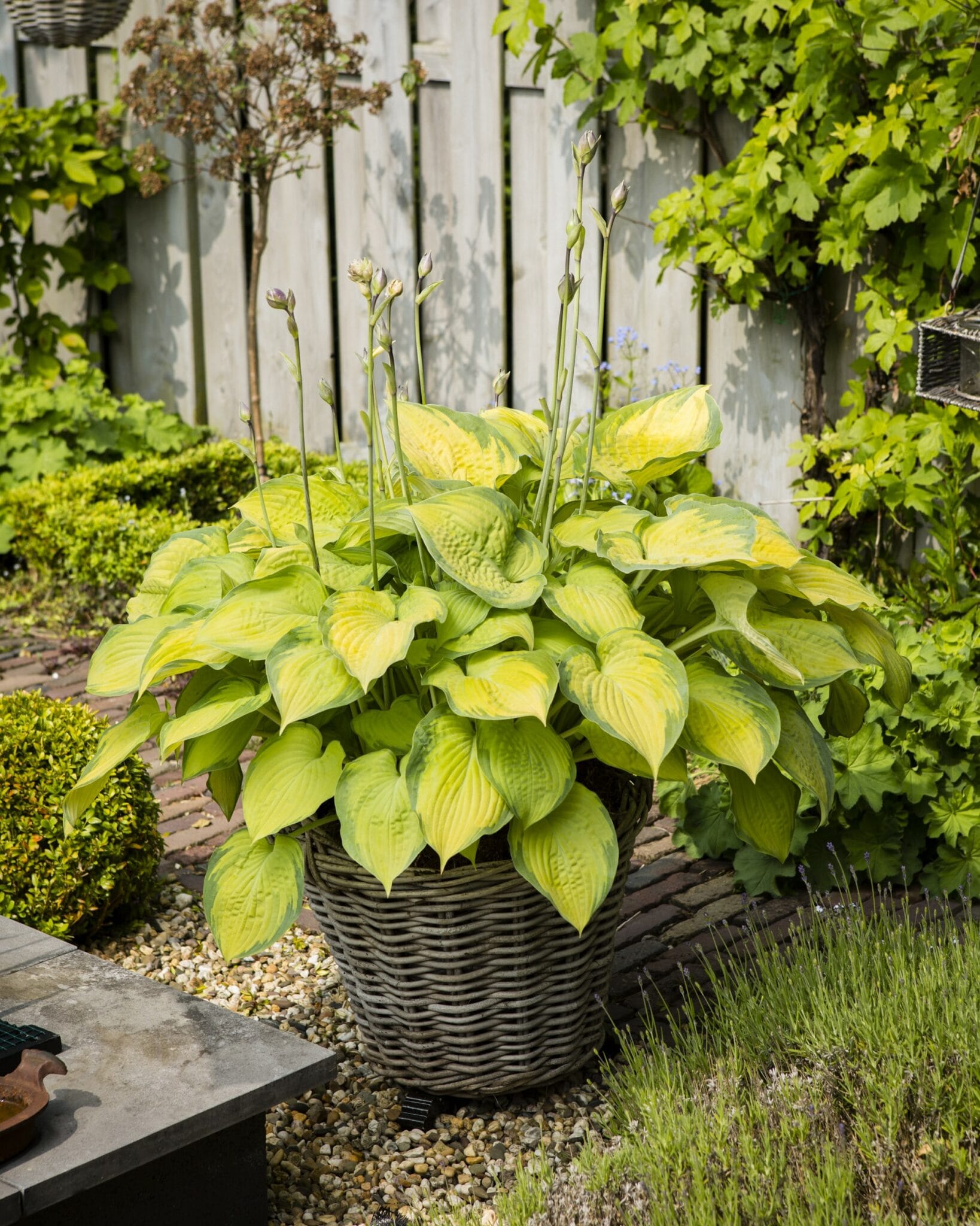 Hosta Old Glory