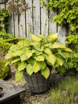 Hosta Old Glory