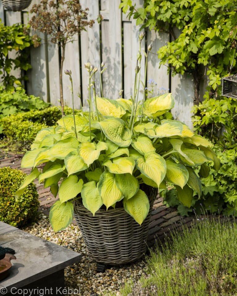 Hosta Old Glory