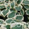 Hosta Orion's Belt
