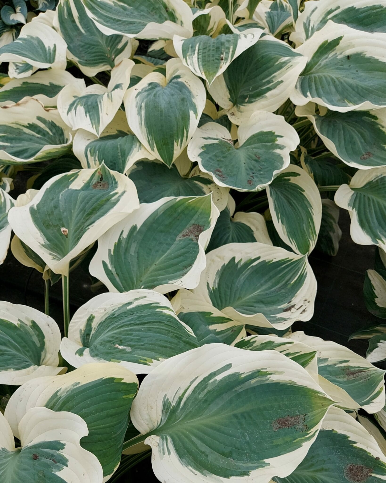 Hosta Orion's Belt