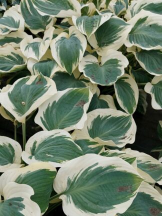 Hosta Orion's Belt