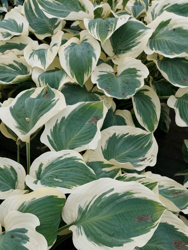 Hosta Orion's Belt