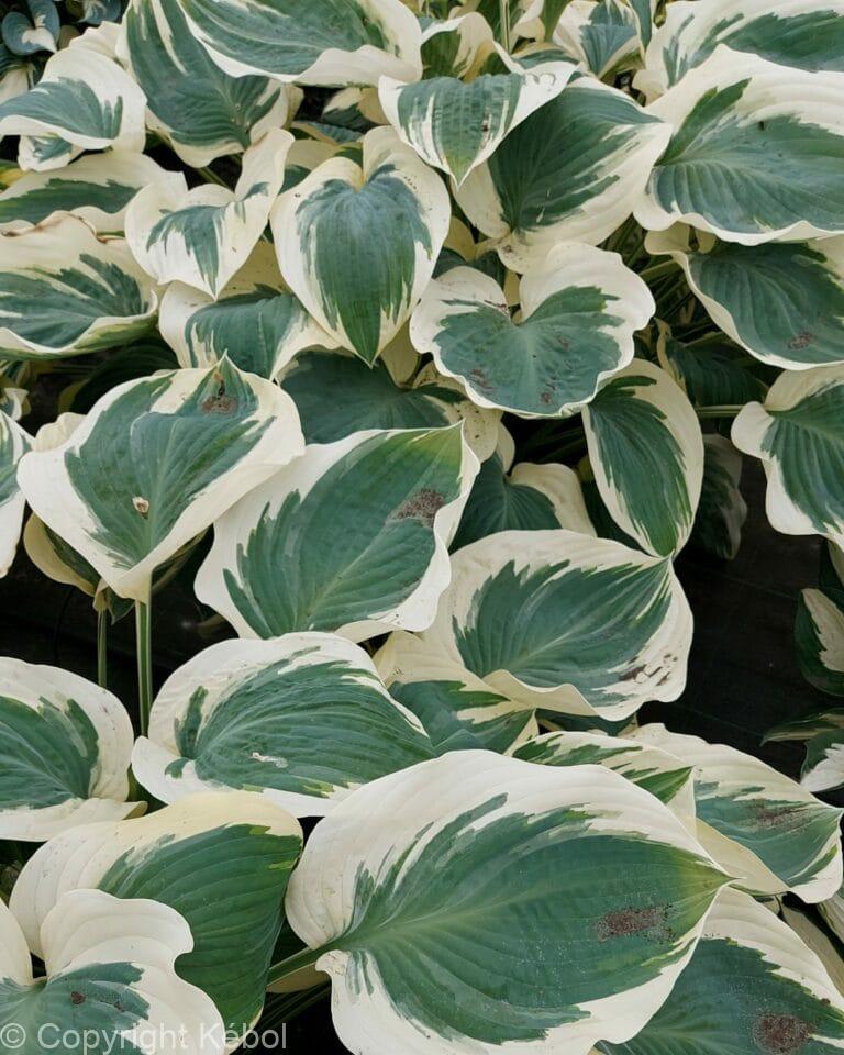 Hosta Orion's Belt