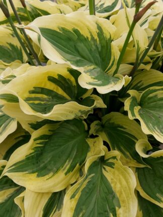 Hosta Paisley Border