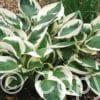 Hosta Patriot