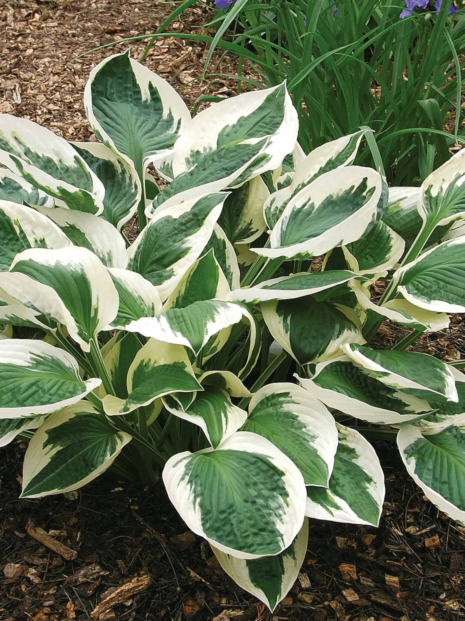 Hosta Patriot