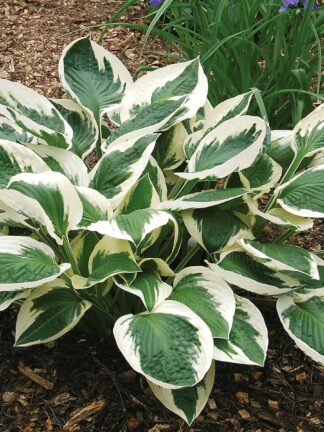 Hosta Patriot