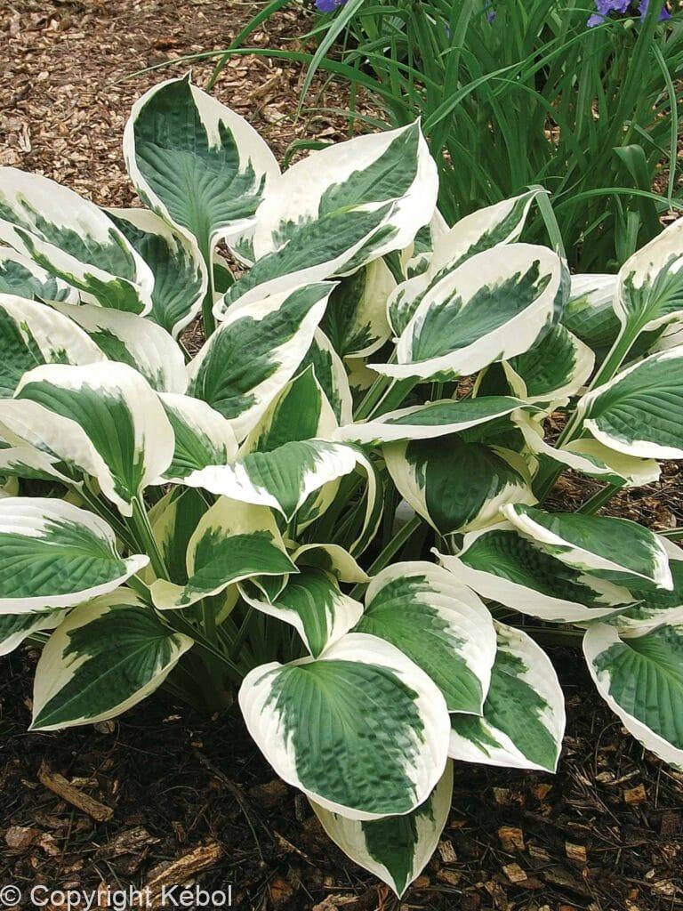 Hosta Patriot