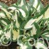 Hosta Paul Revere