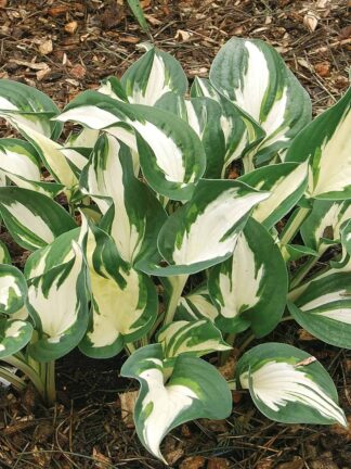 Hosta Paul Revere