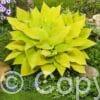 Hosta Sunny Halcyon
