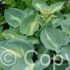 Hosta Thunderbolt