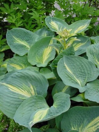 Hosta Thunderbolt