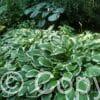 Hosta Albomarginata