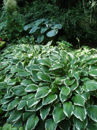 Hosta Albomarginat