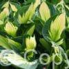 Hosta Whirlwind