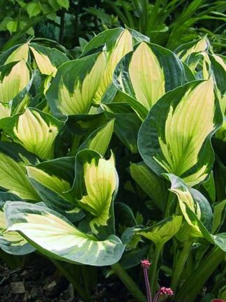 Hosta Whirlwind