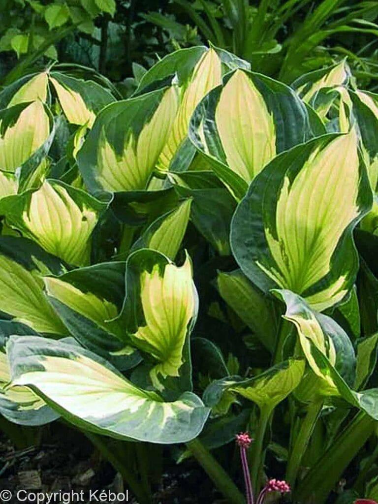 Hosta Whirlwind
