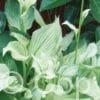 Hosta White Feathers