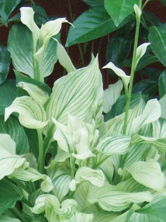 Hosta White Feathers