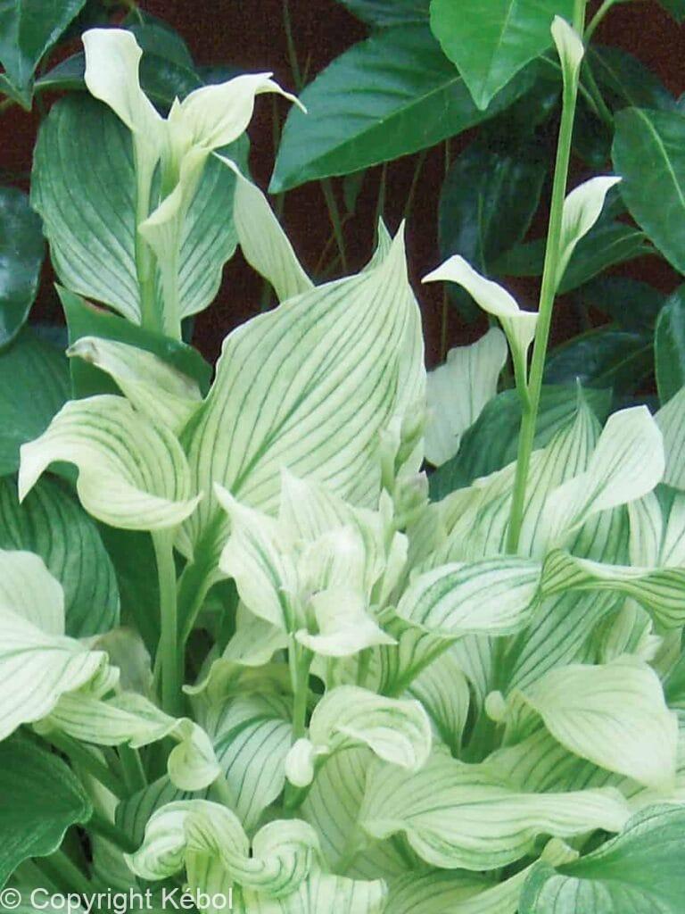 Hosta White Feathers