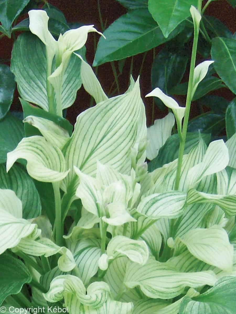 Hosta White Feathers