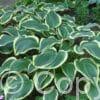 Hosta Yellow River