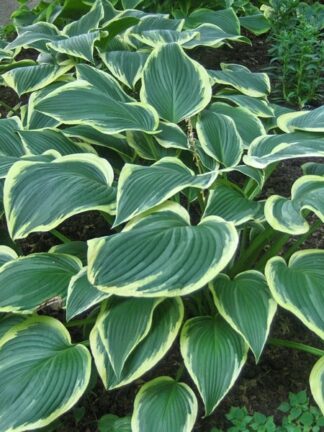 Hosta Yellow River