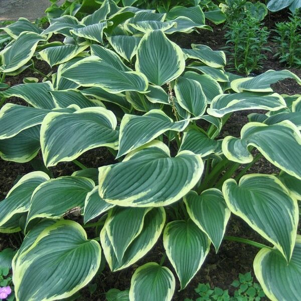 Hosta Yellow River