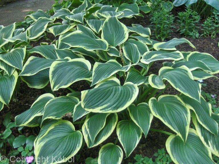 Hosta Yellow River