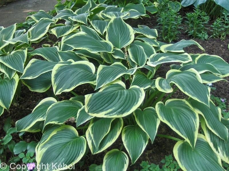 Hosta Yellow River