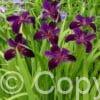 Iris Black Gamecock